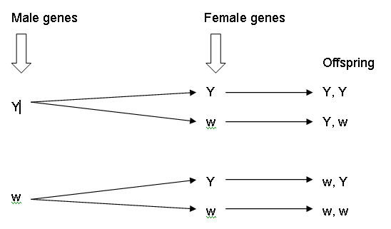 branch diagram genetics how to make a branch diagram genetics 28 images how to branch diagram genetics how to make a branch diagram genetics 28 images how to
